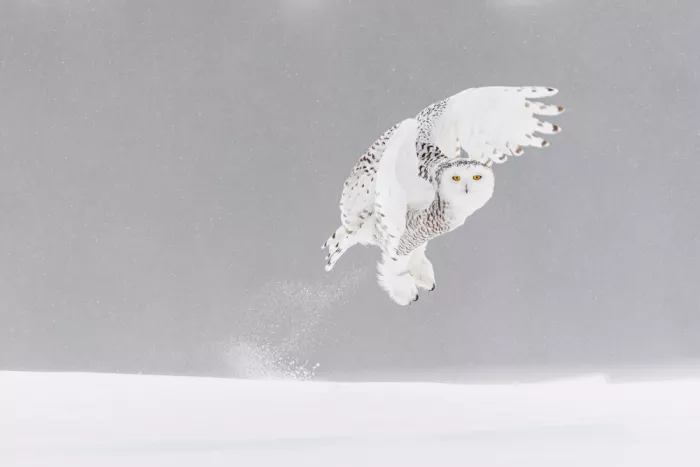 Felici, Massimo: Mist and snow