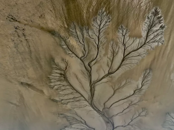 Ren, Shanrui: Árbol curvado en el cauce del río