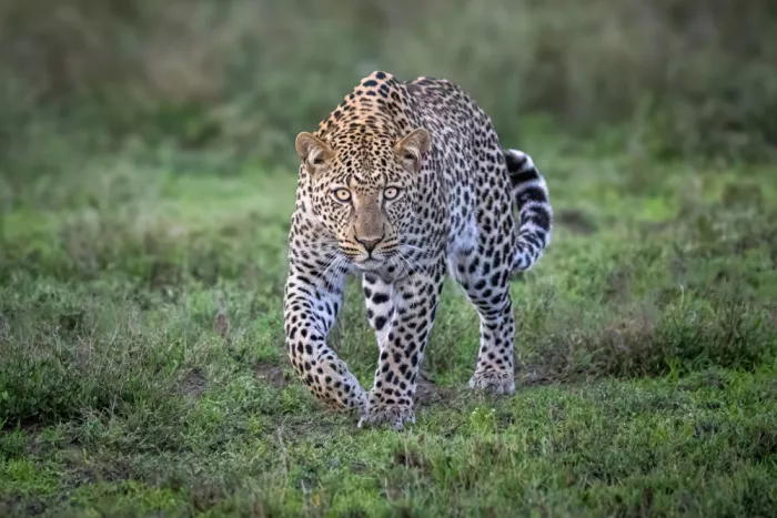 Strom, Mark: Leopard Eye