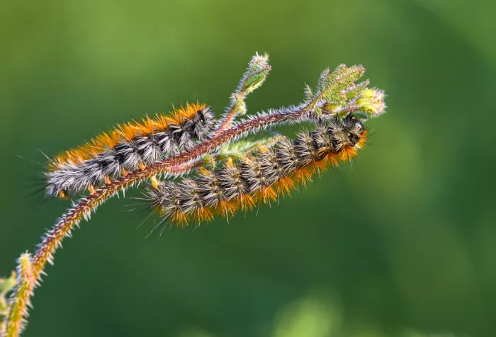 Hershkovitz, Avital: caterpillars meeting