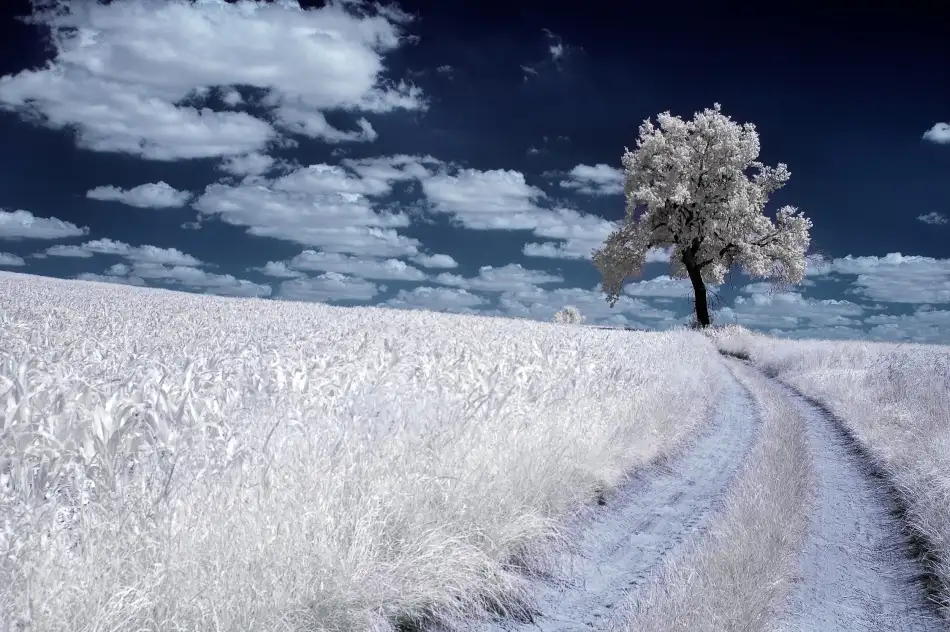 Kruk, Przemyslaw: árbol