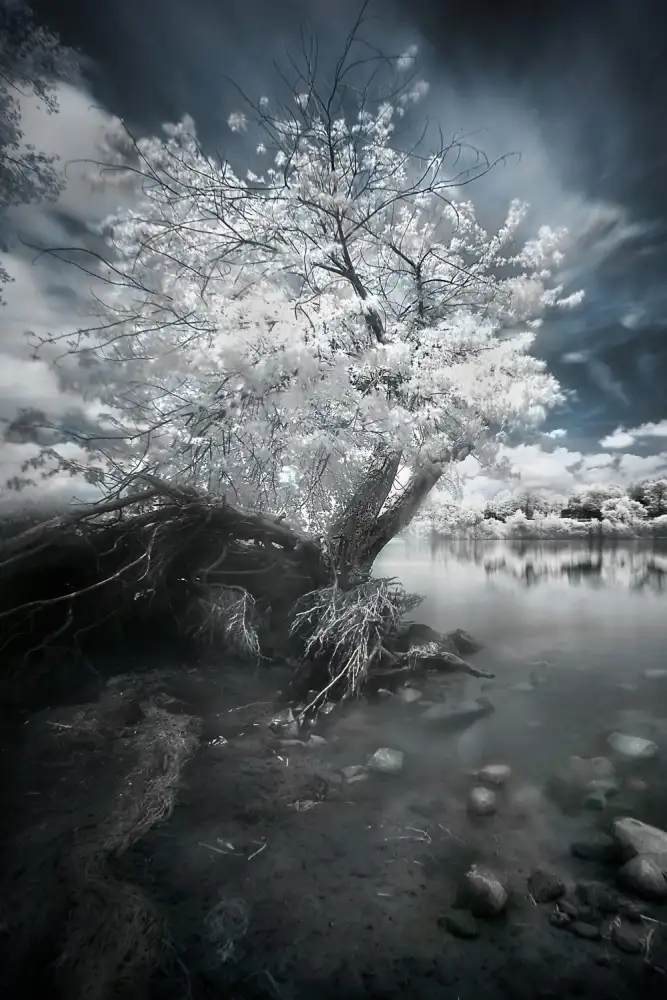 Senechal, David: Uprooting