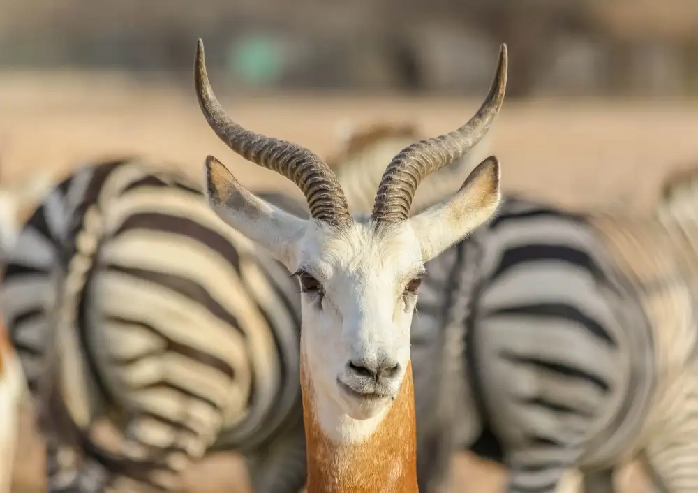 Jamal, Khalid: Portrét s pozadím Zebra