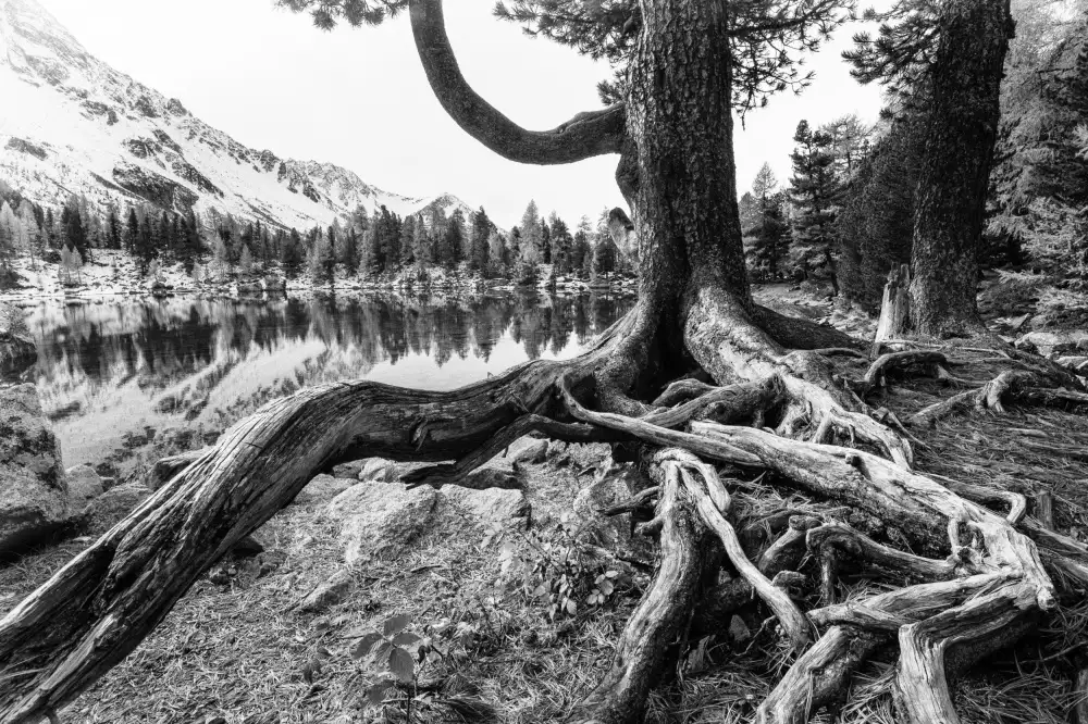 Landolt, Susanne: Old Tree