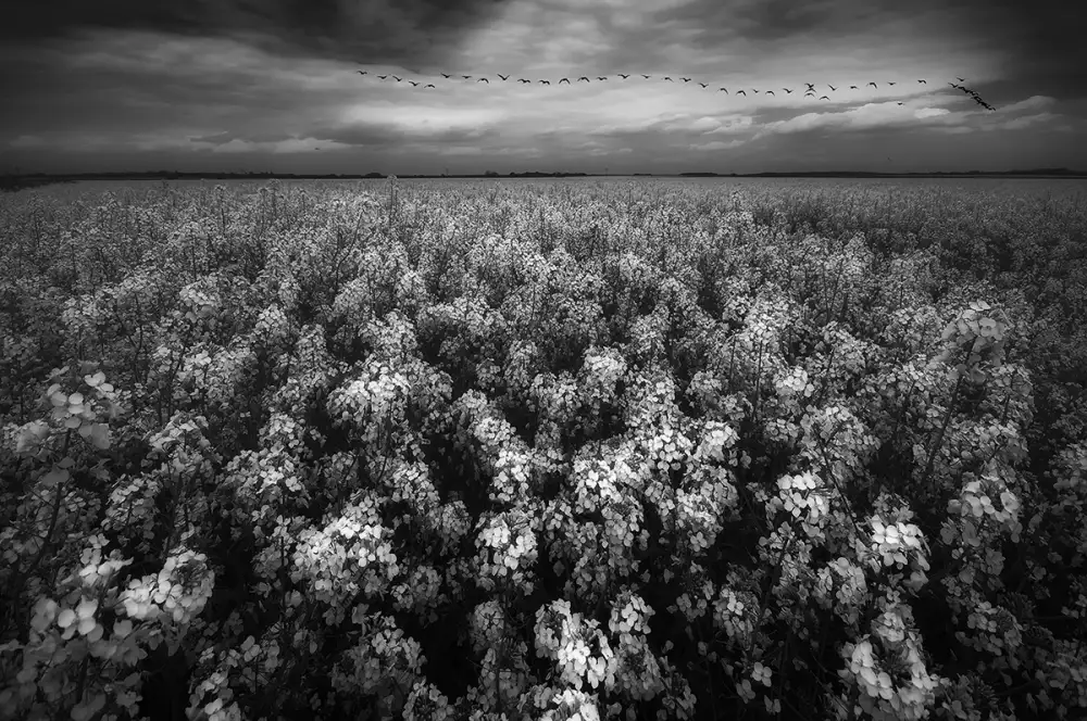 Krol, Bax Piotr: primavera