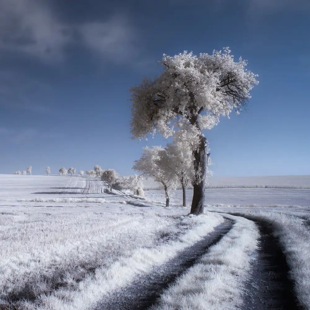 Krol, Bax Piotr: invierno en verano
