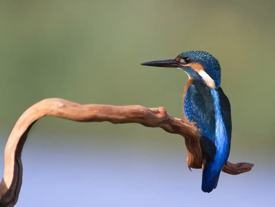 Eichelberg, Amnon: The blue fisherman
