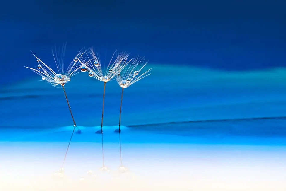 Westum, Heidi: Paysage bleu