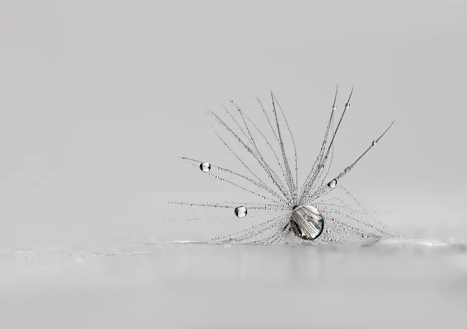 Westum, Heidi: Mon araignée d'argent