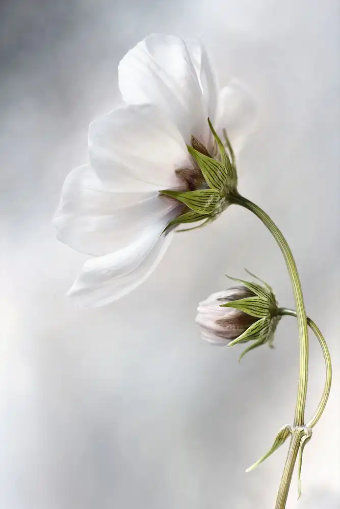 Disher, Mandy: Cosmos celestial