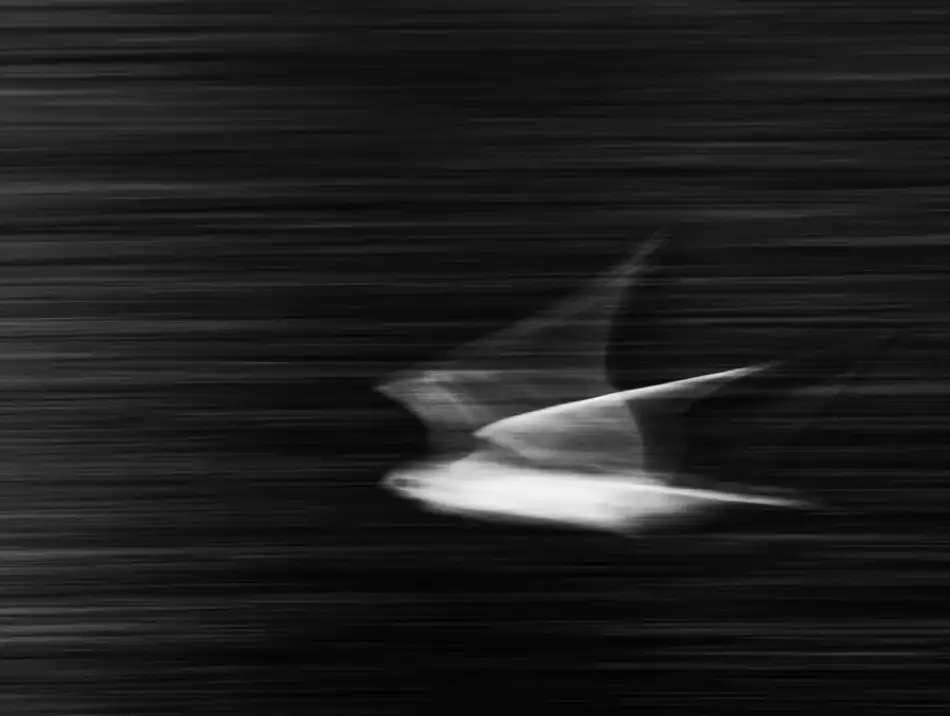 Cheli, Ivano: Fliege