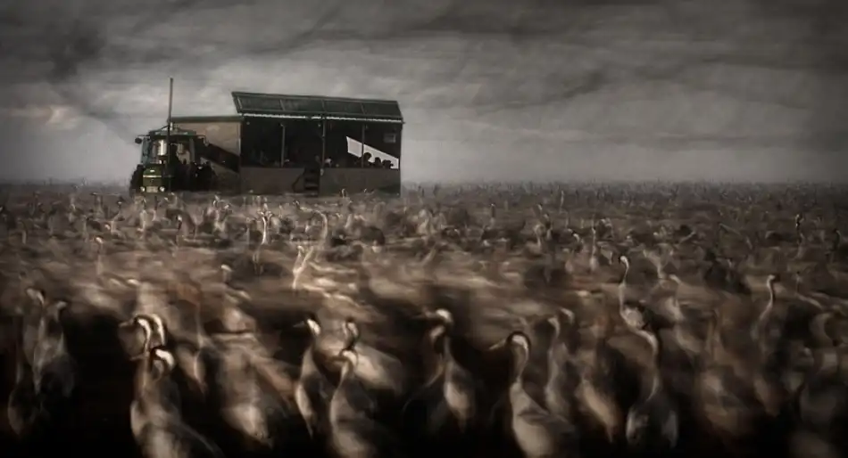 Mymon, Noam: Cranes-Dance