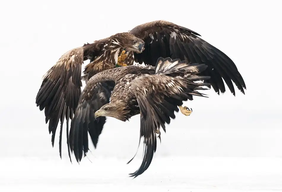 Tokolyi, Csaba: Eagles