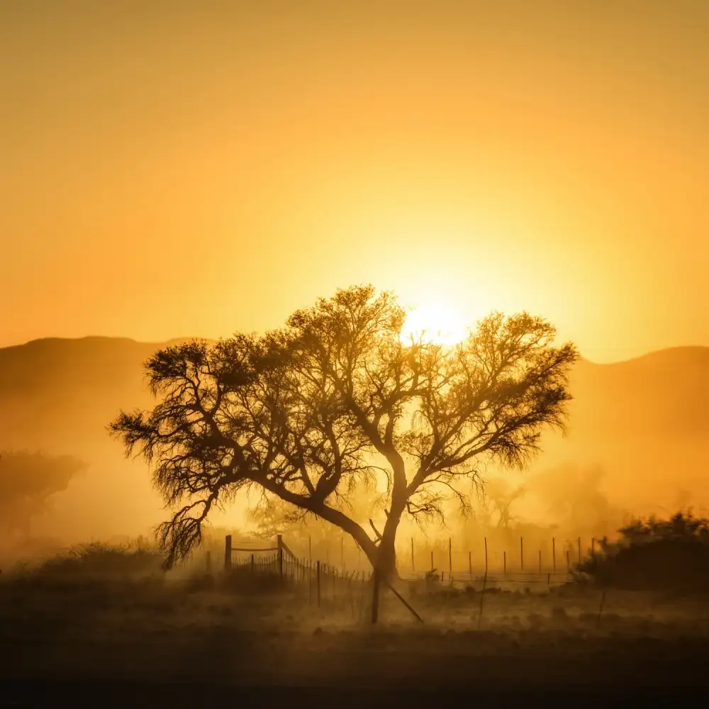 Flour, Piet: Goldener Sonnenaufgang