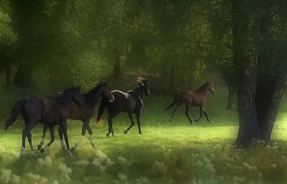 Wallberg, Allan: Běžící koně