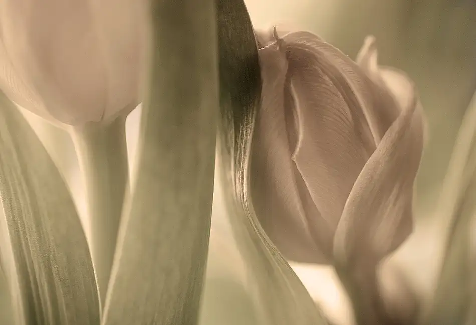 Wallberg, Allan: tulipány
