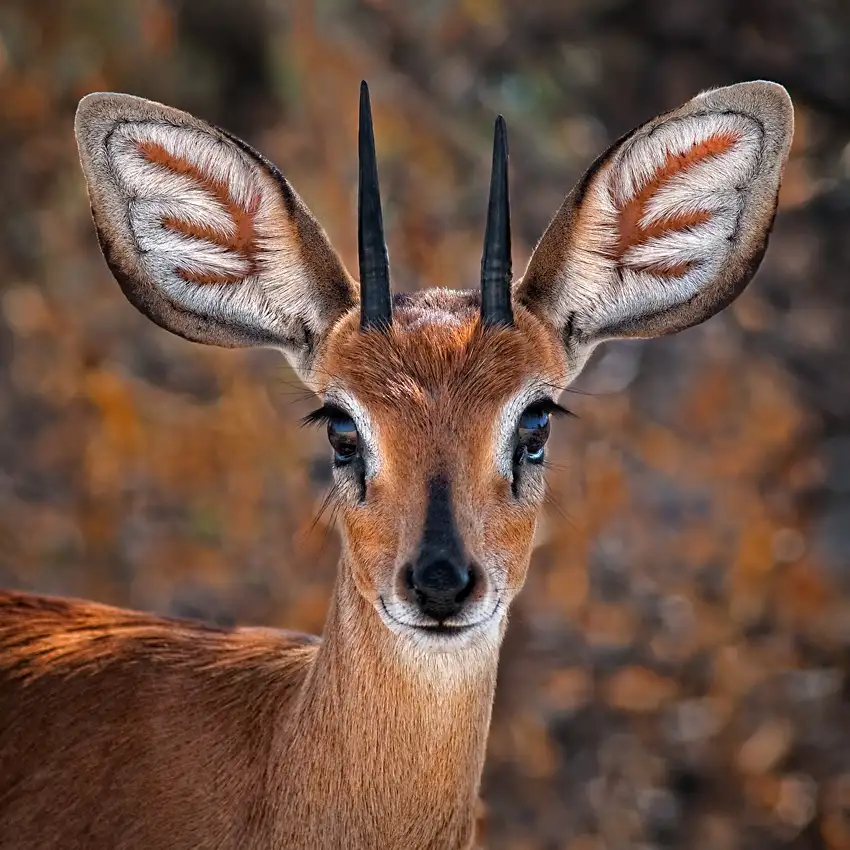 Guillemot, Mathilde: Steenbok, one of the smallest antelope in the world