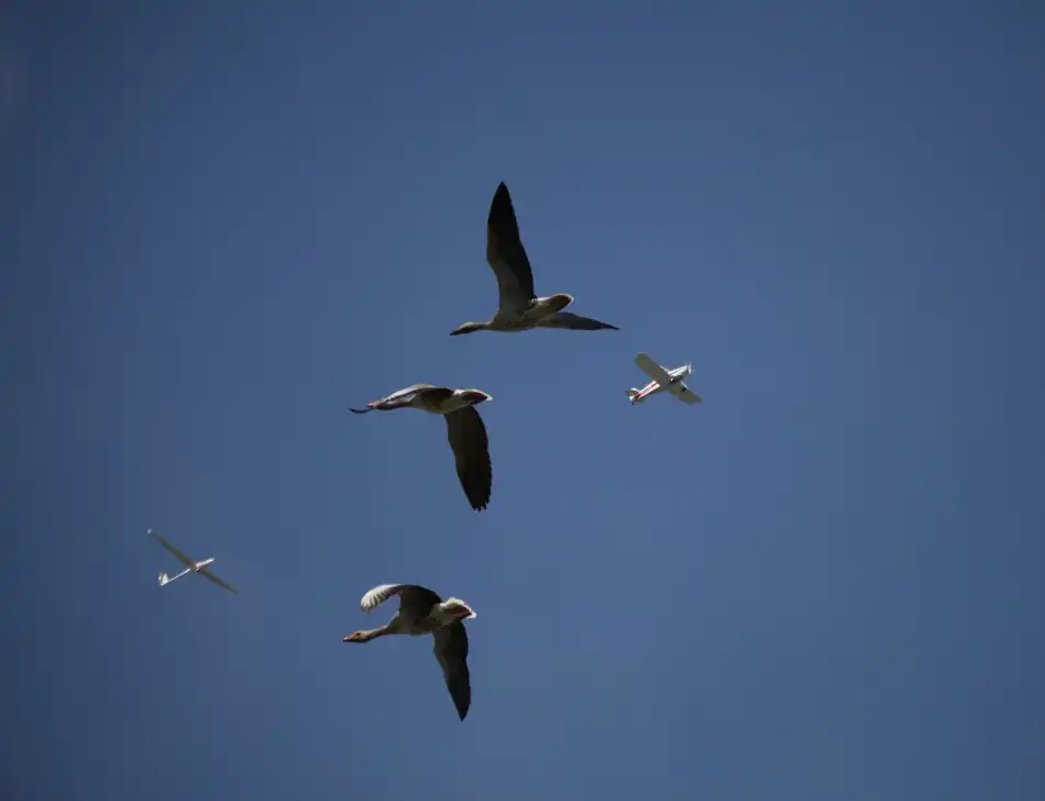 Mathiesen, Kent: Migrating