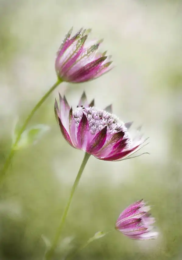 Disher, Mandy: Astrantia