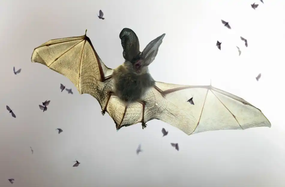 Hoffman, Jimmy: Bat
