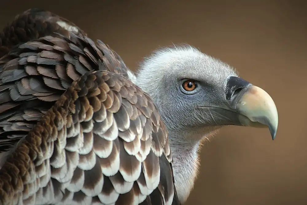 Hoffman, Jimmy: Vulture