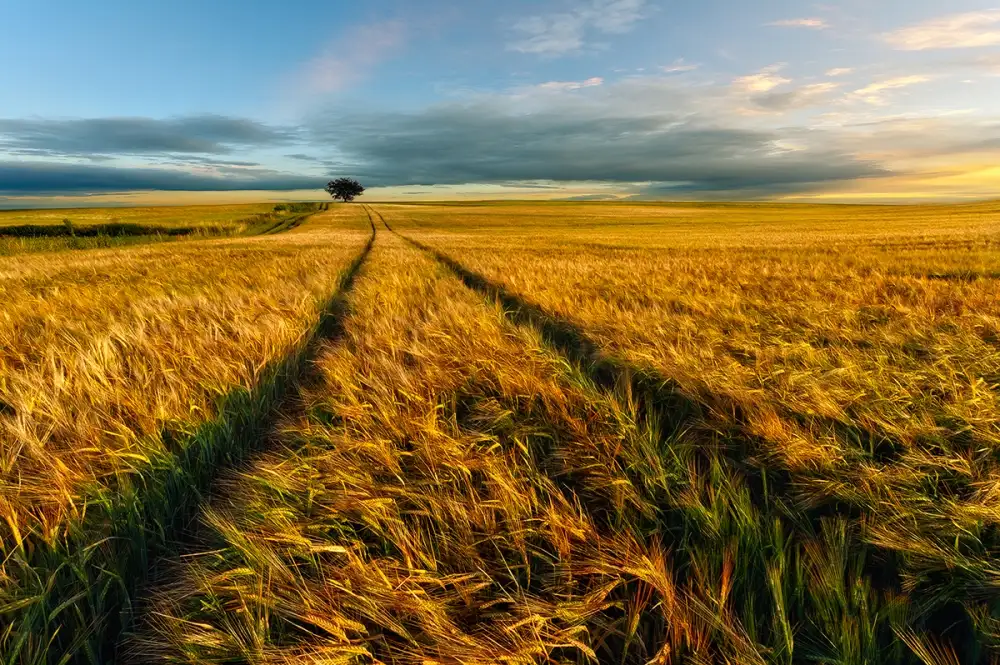 Krol, Bax Piotr: Campo