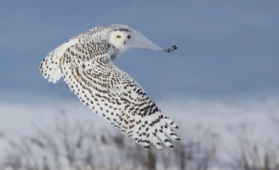 Costina, Mircea: Snowy Owl