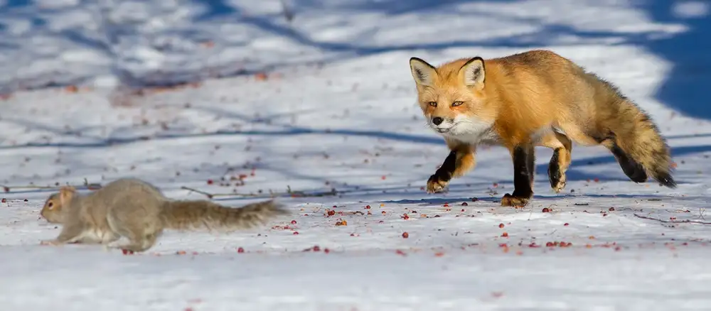 Costina, Mircea: The squirrels hunter