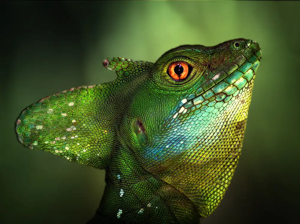Hoffman, Jimmy: Basilisca verde