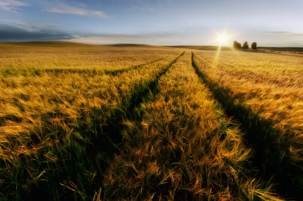 Krol, Bax Piotr: campo