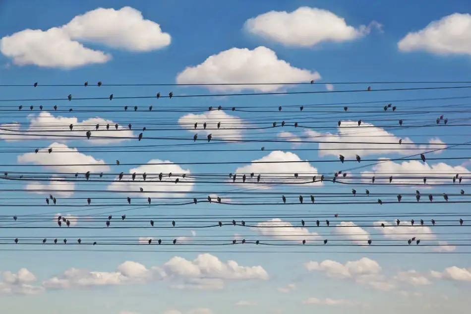 Lim, Jared: Cantus Arcticus - Concerto per uccelli