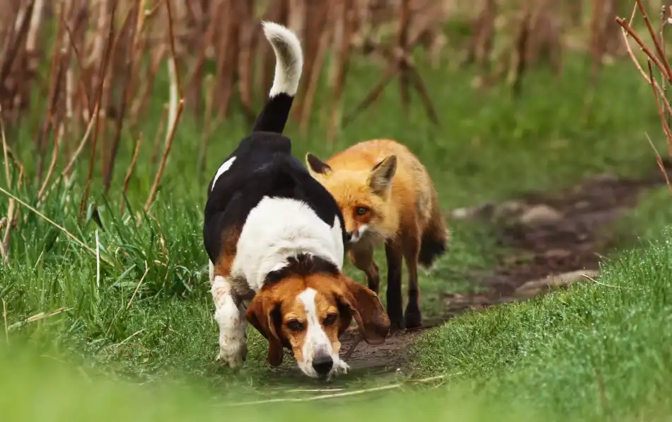 Costina, Mircea: World\'s worst hunting dog