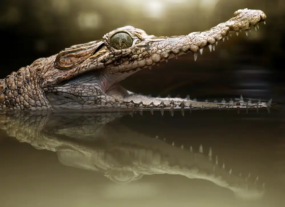 Bhs, Fahmi: Croco