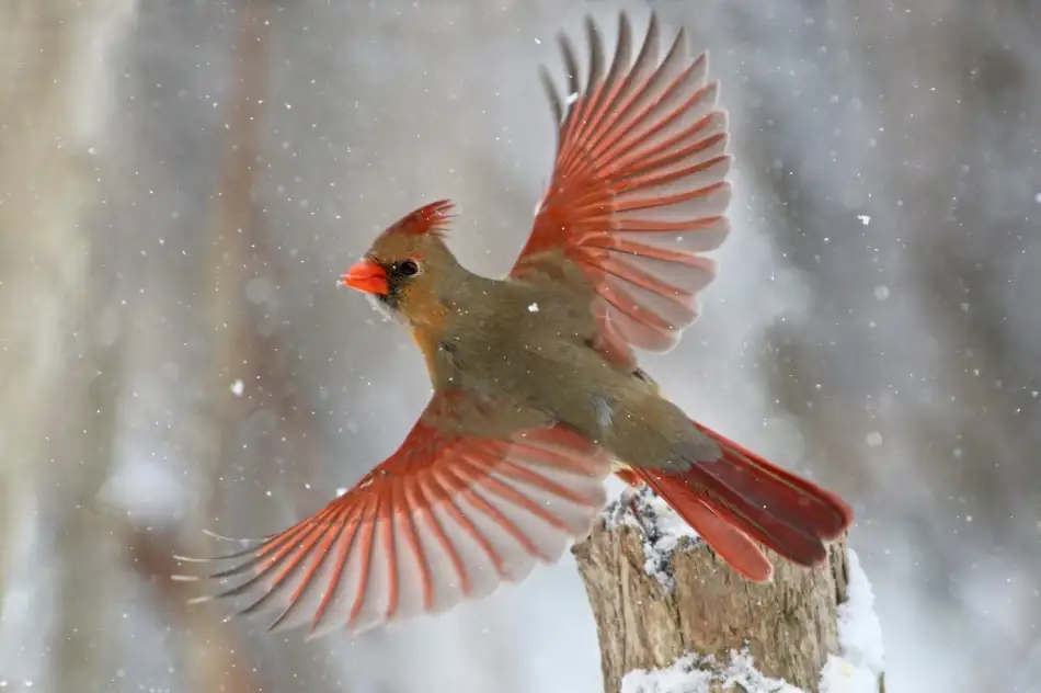 Costina, Mircea: Snow Storm