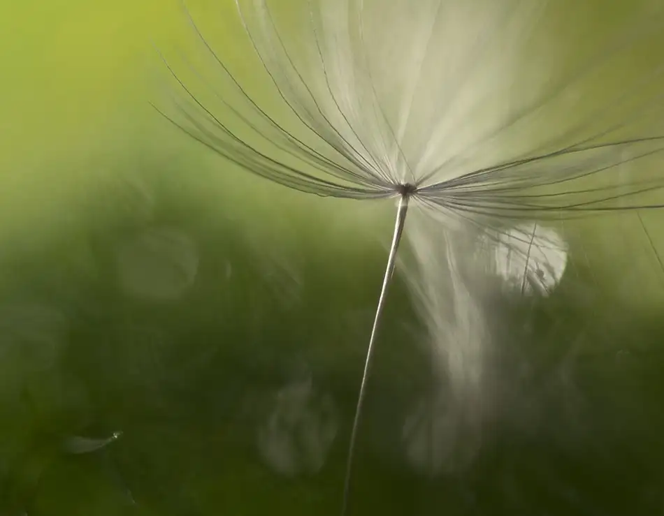 Westum, Heidi: Ombres dans le vert
