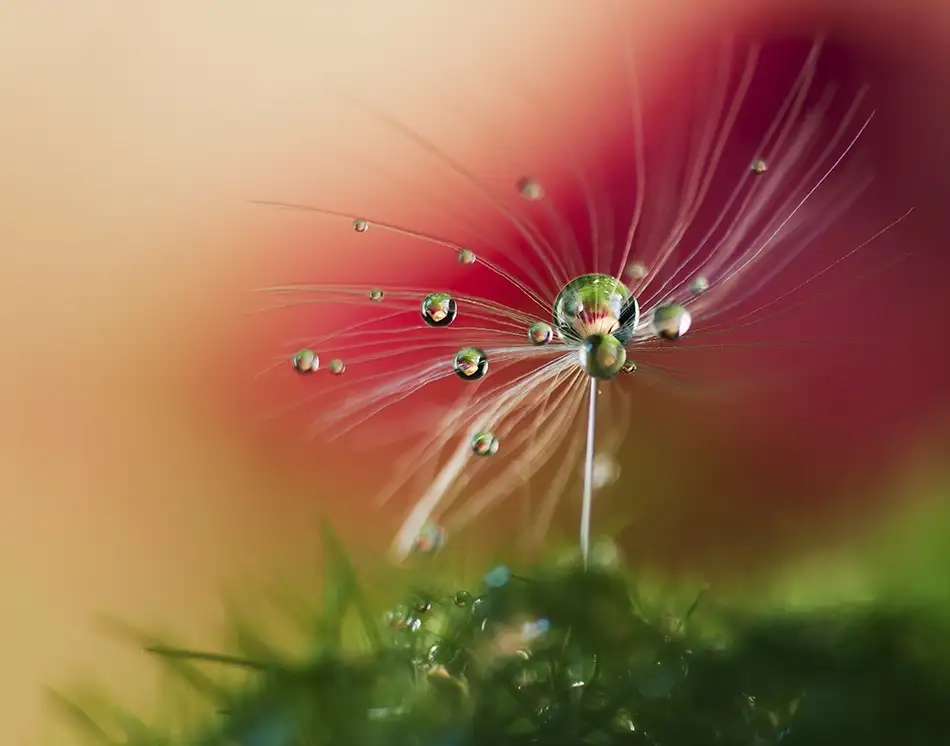 Westum, Heidi: Matin rouge