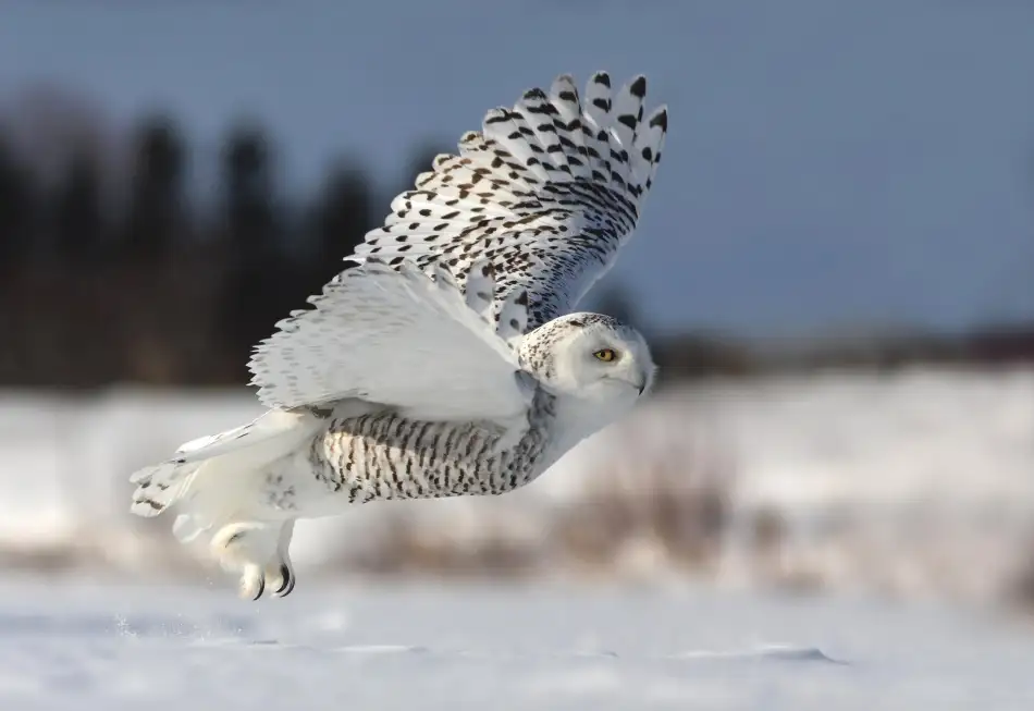 Costina, Mircea: Bubo scandiacus