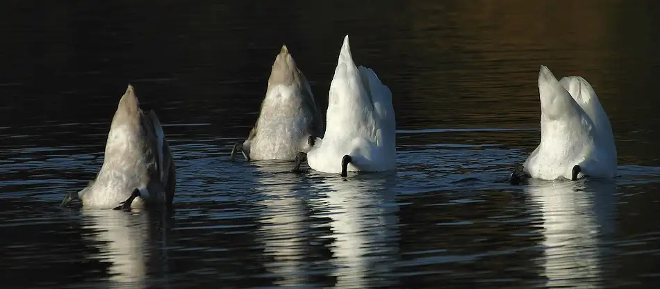 Hoffman, Jimmy: Icebergs ?