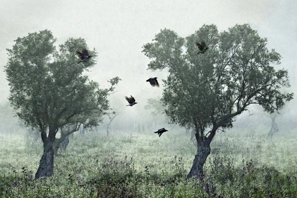 Amer, S.: Cuervos en la niebla