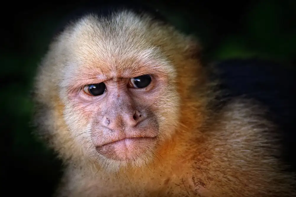 Hoffman, Jimmy: Capuchin monkey