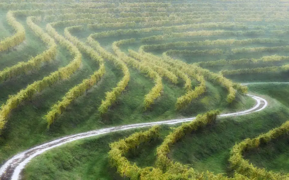 Pajic, Samir: curve