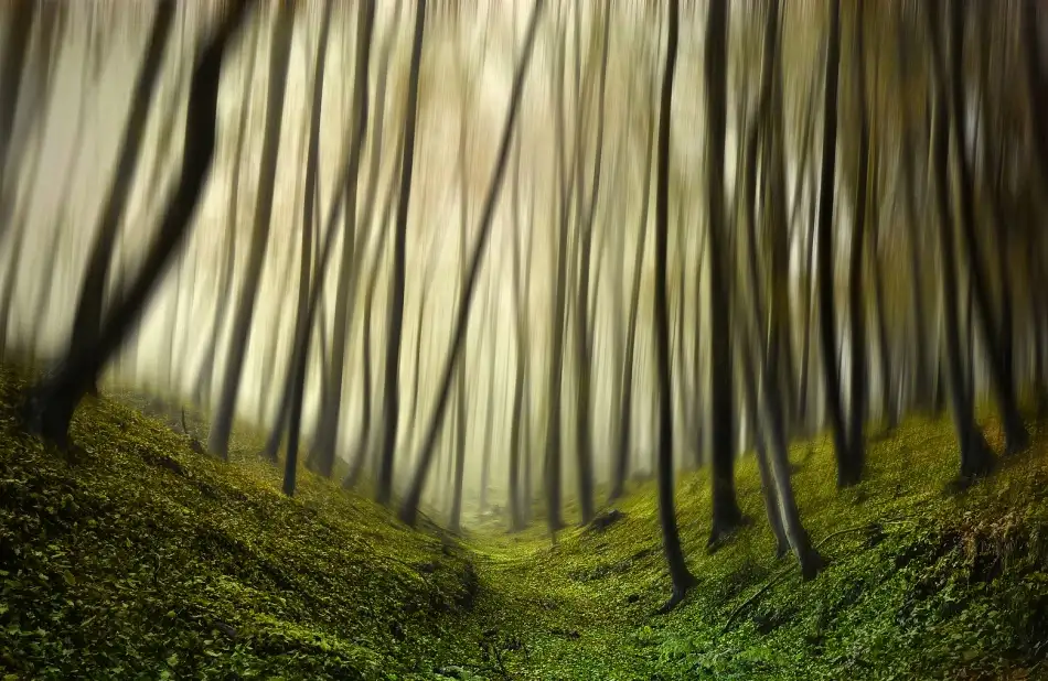 Krivec, Samanta: Cours Forest cours