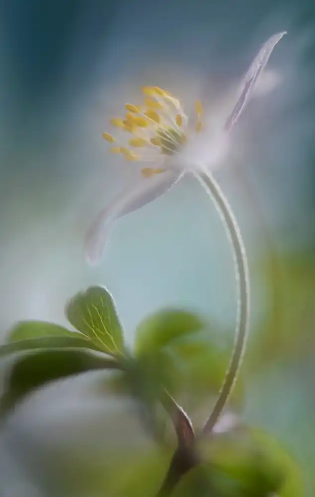 Westum, Heidi: Printemps