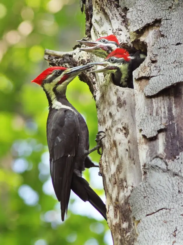 Costina, Mircea: Pileated Woodpecker