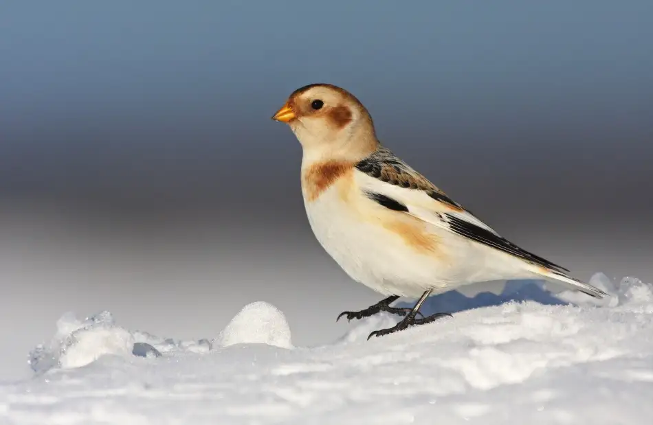 Costina, Mircea: Snow Bunting (Plectrophenax nivalis)