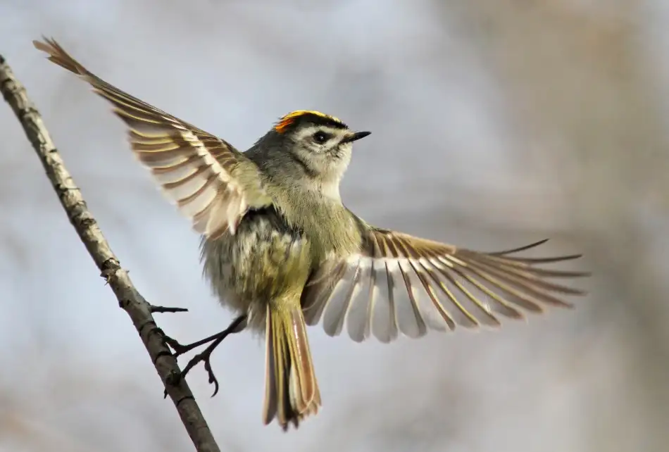 Costina, Mircea: Golden-crowned-Kinglet