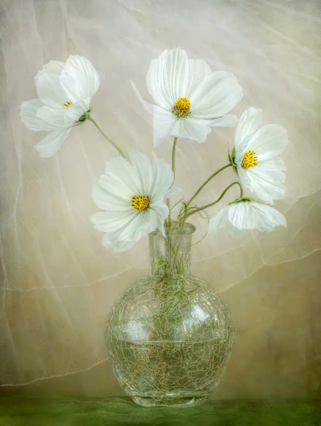 Disher, Mandy: brisa del cosmos