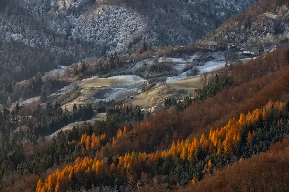 Godec, Rok: Červené stromořadí