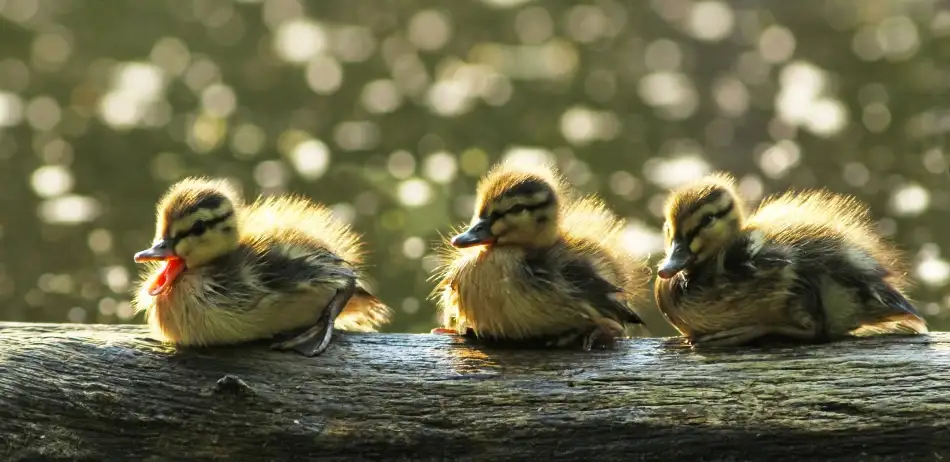 Costina, Mircea: Ducklings