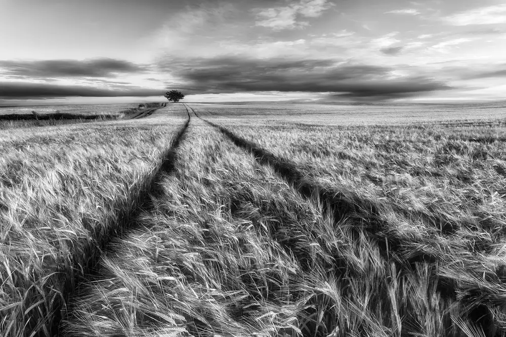 Krol, Bax Piotr: Campo